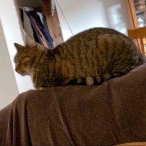 Meet your Posher, Maya